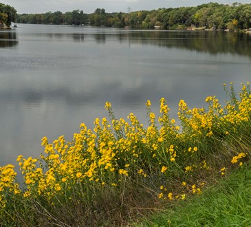 River & Yellow Flowers