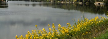 River & Yellow Flowers