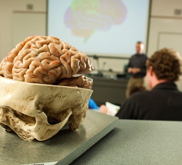 brain model