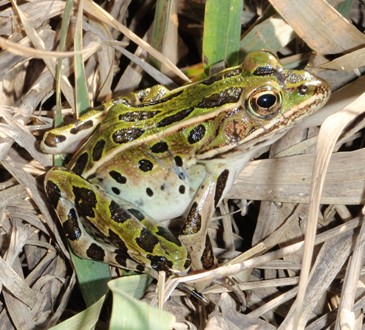 northern leopard frog