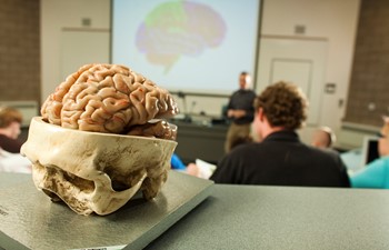 brain model